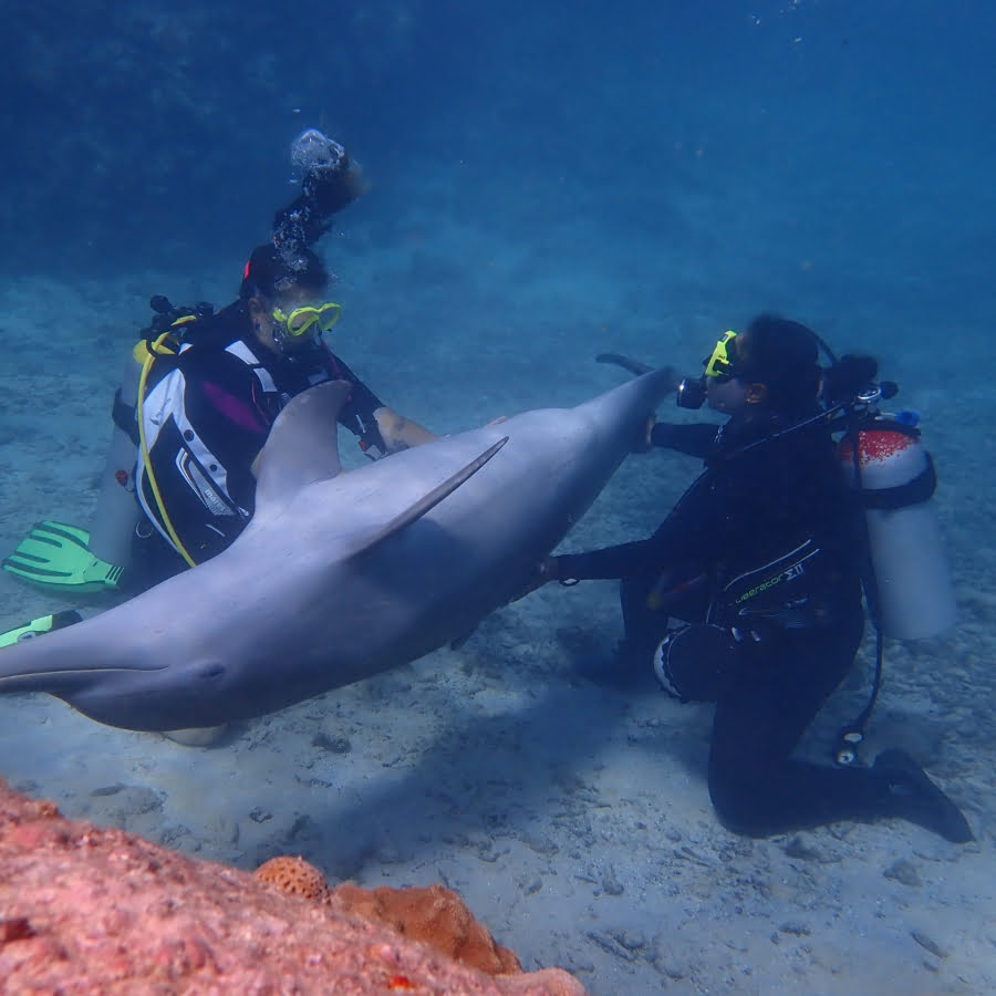 Dolphin-Scube-Encounter-scaled